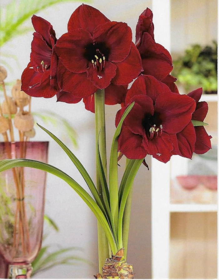 Гиппеаструм гранд дива