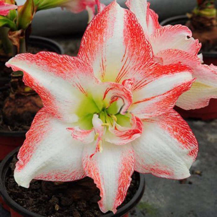 Дабл шайн гиппеаструм