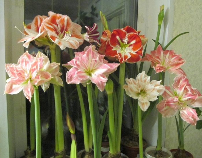 Гиппеаструм русский микс