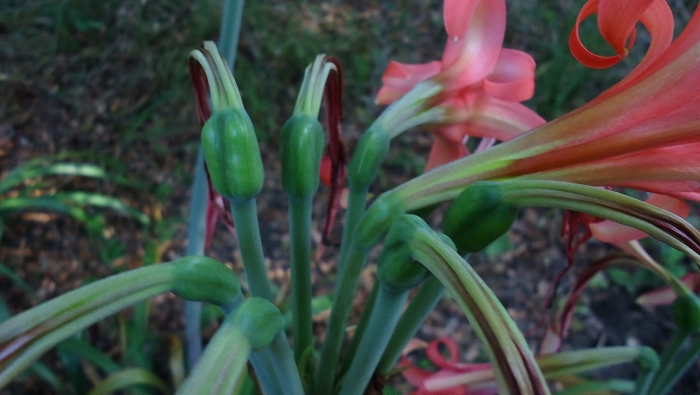 Hippeastrum stylosum