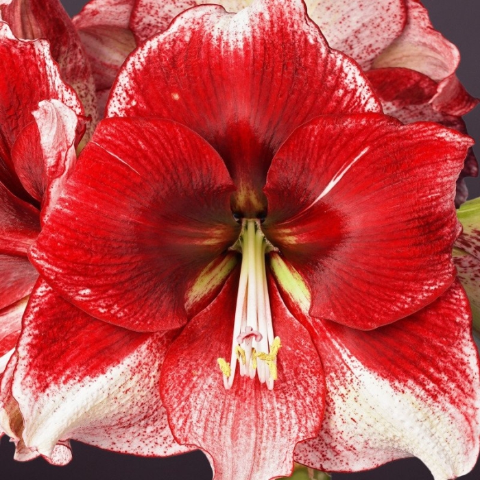 Гиппеаструм фламенко квин