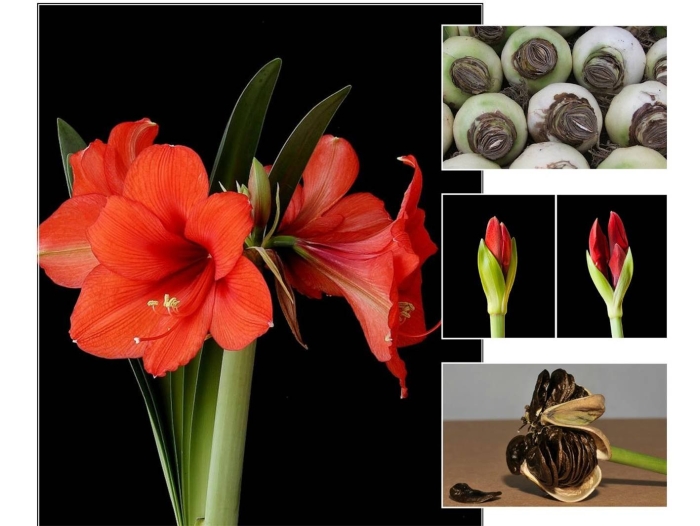 Гиппеаструм амариллис оранжевый