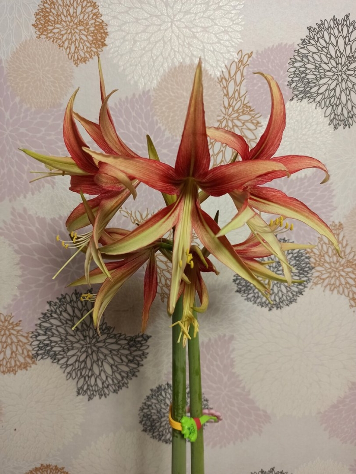 Гиппеаструм семейство амариллисовые