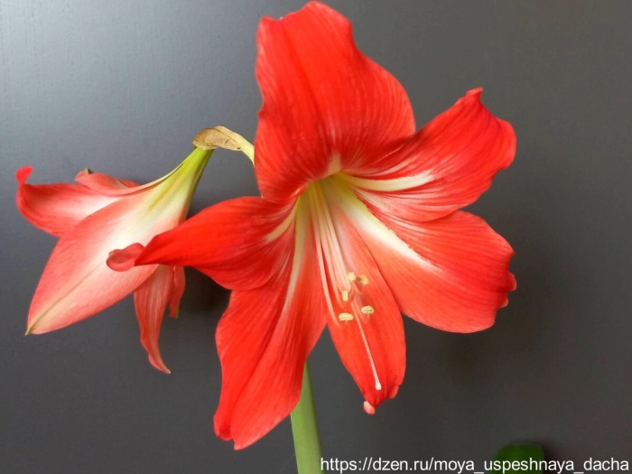 Комнатные цветы гиппеаструм