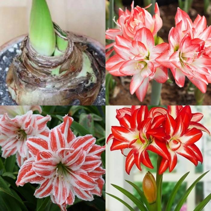 Гиппеаструм дансинг квин