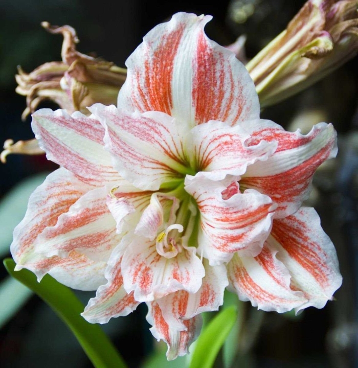 Гиппеаструм махровый