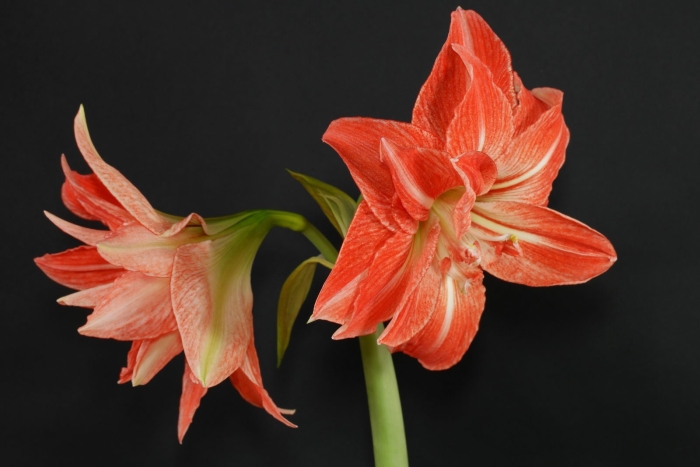 Гиппеаструм леди джейн