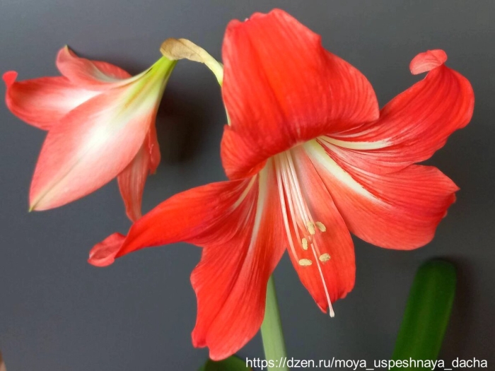 Гиппеаструм амариллис королевский оранжевый