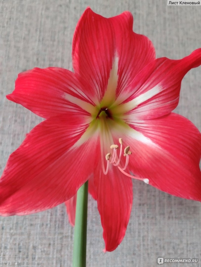 Гиппеаструм exotic striped