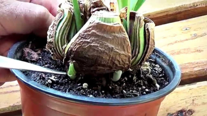 Амариллис луковица гипер струм