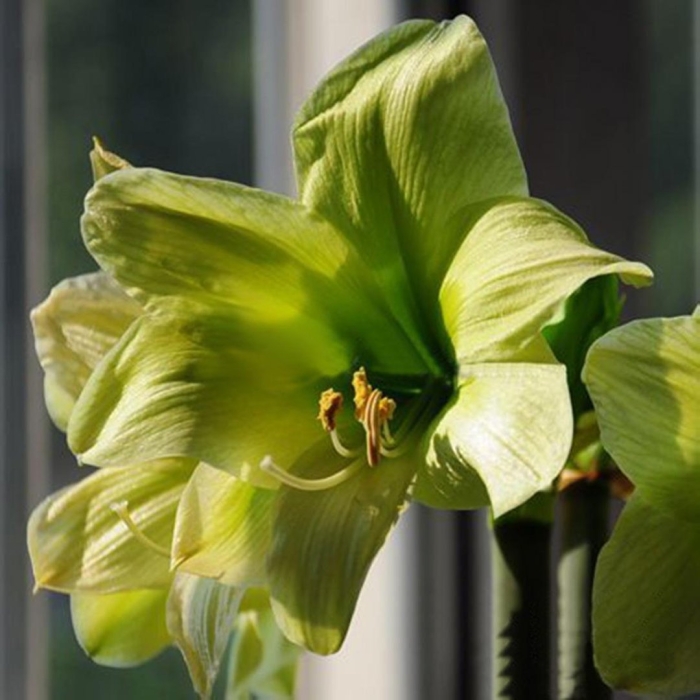 Гиппеаструм лемон лайм