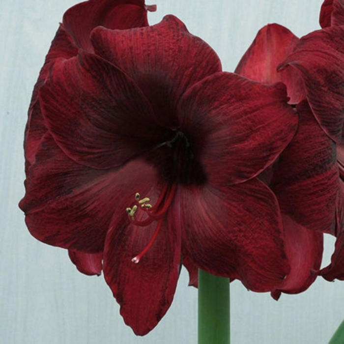 Амариллис (гиппеаструм) роял вельвет