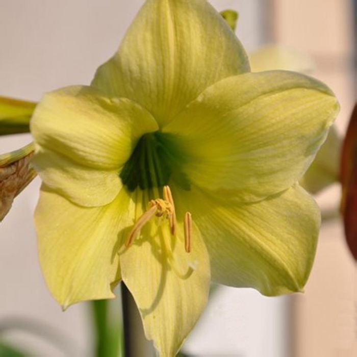 Гиппеаструм lemon lime