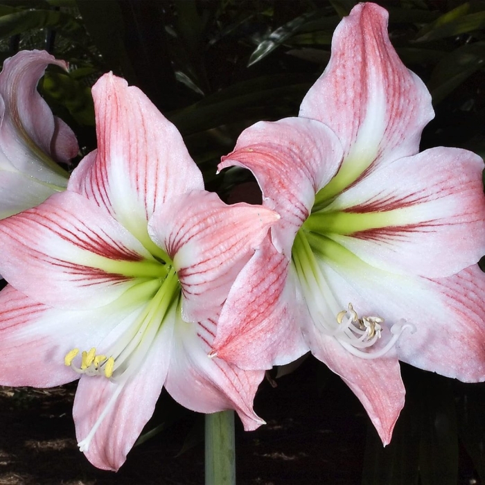 Гиппеаструм apple blossom