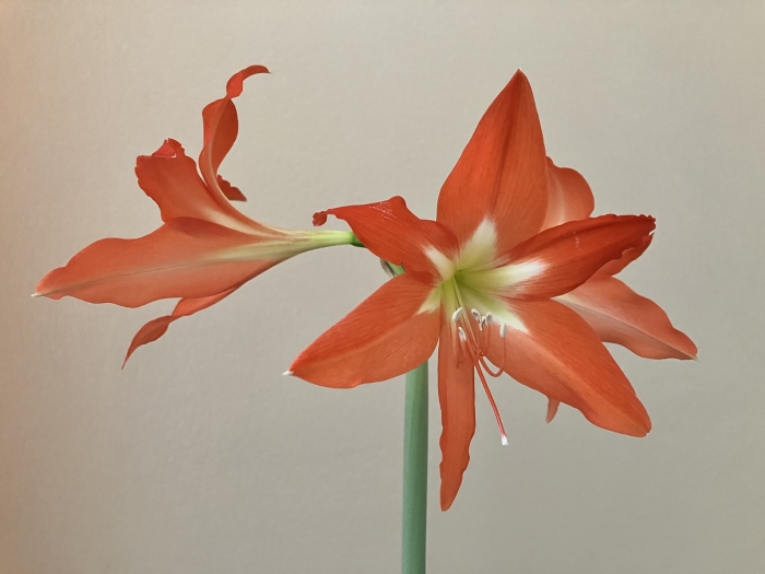 Гиппеаструм striatum