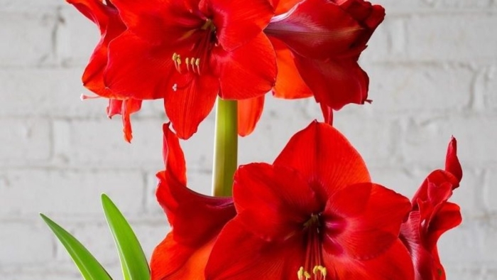 Амариллис ред лион