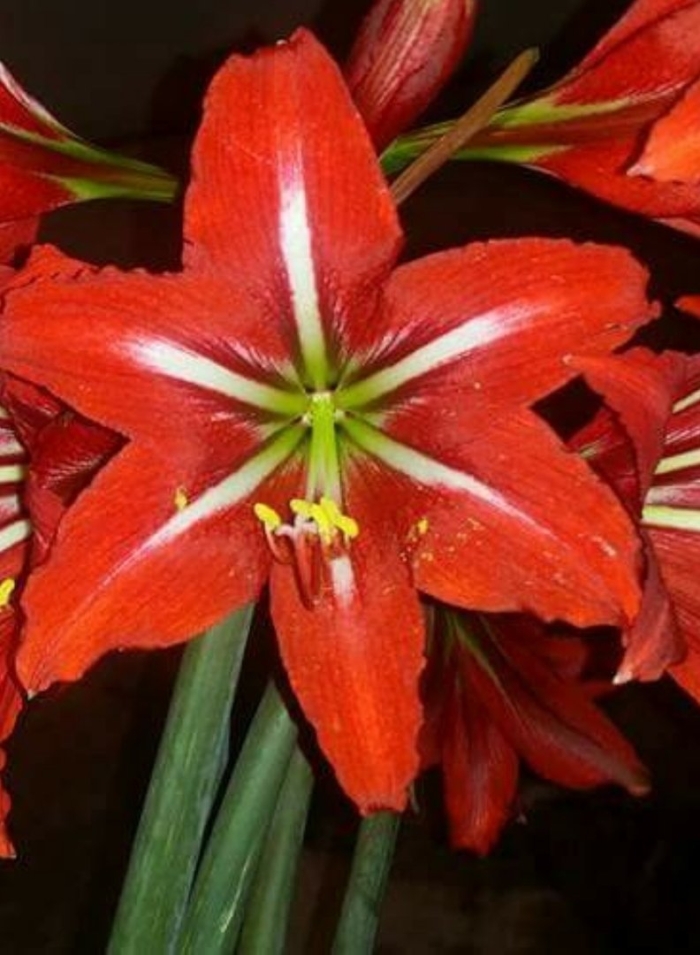 Гиппеаструм королевский reginae