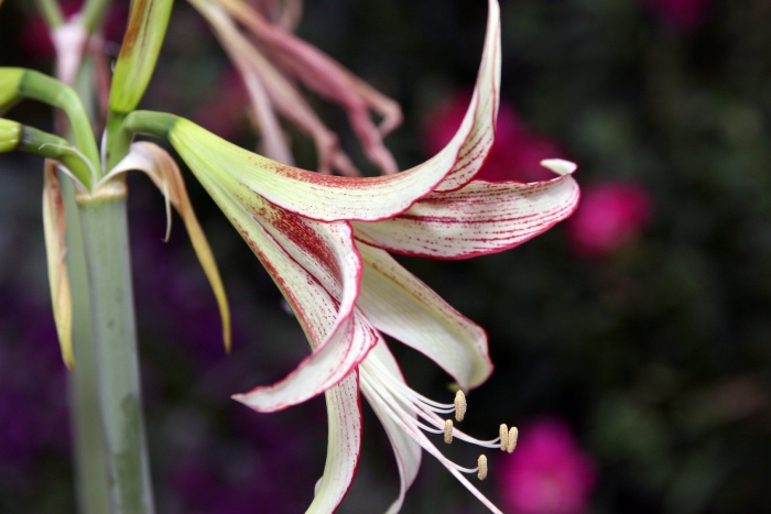 Гиппеаструм сибистр