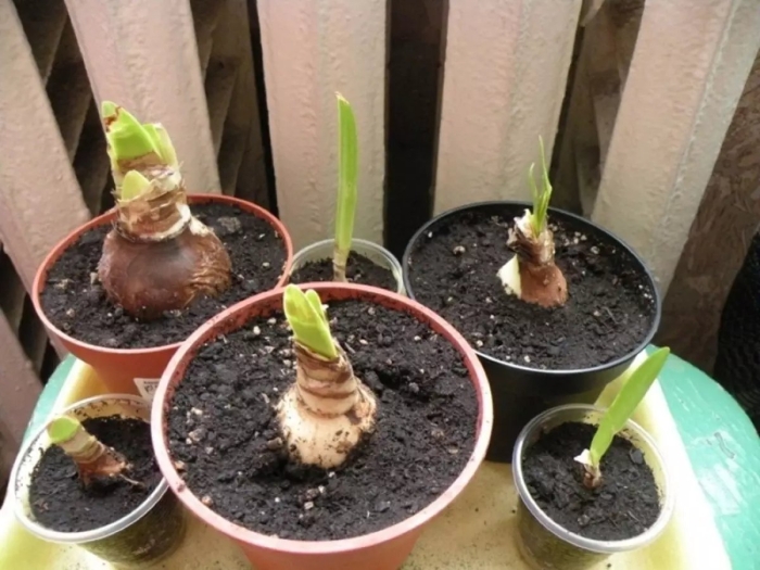 Гиппеаструм луковица без корней