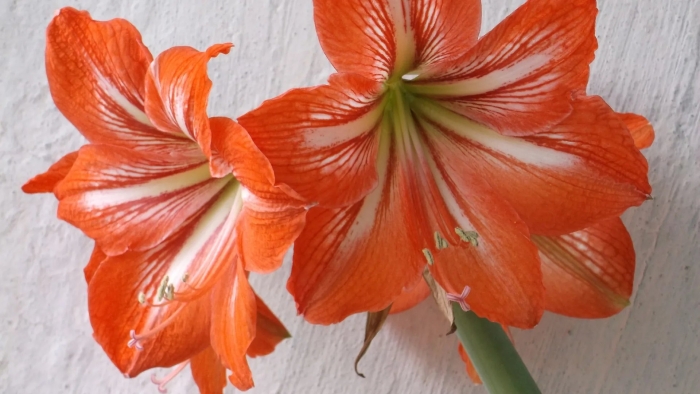 Гиппеаструм луковица