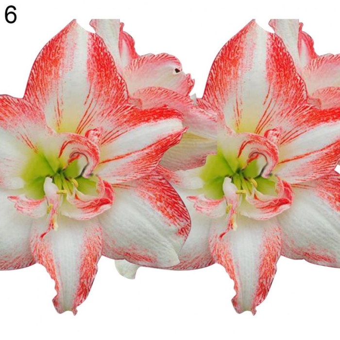 'double record' гиппеаструм