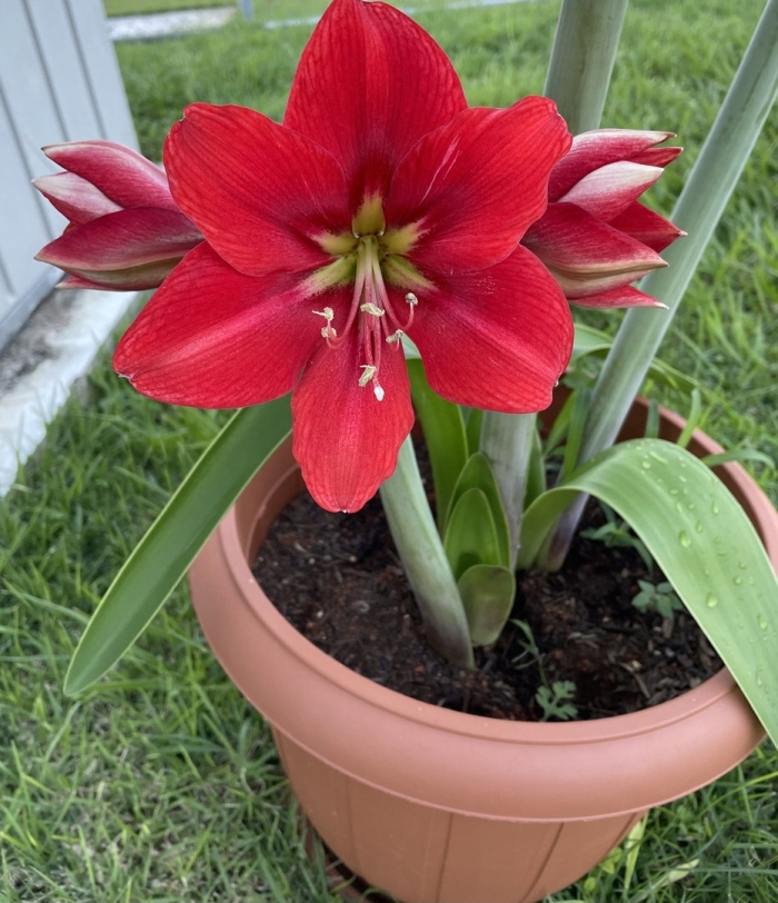 Гиппеаструм terracotta star