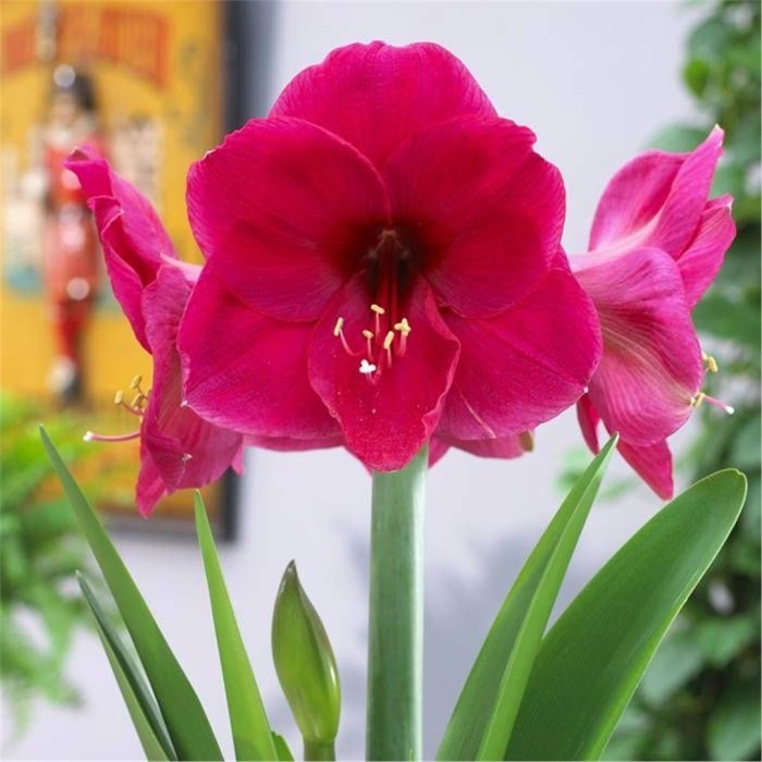 Гиппеаструм амарантия