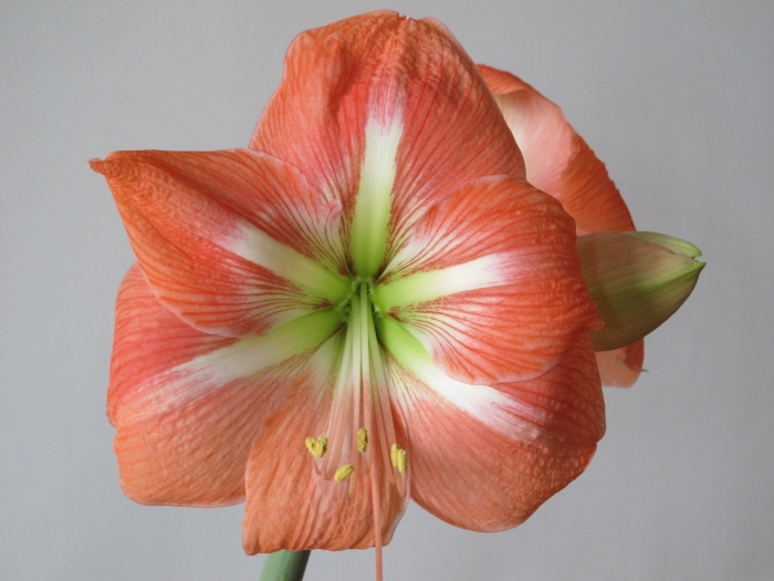 Амариллис гервазе