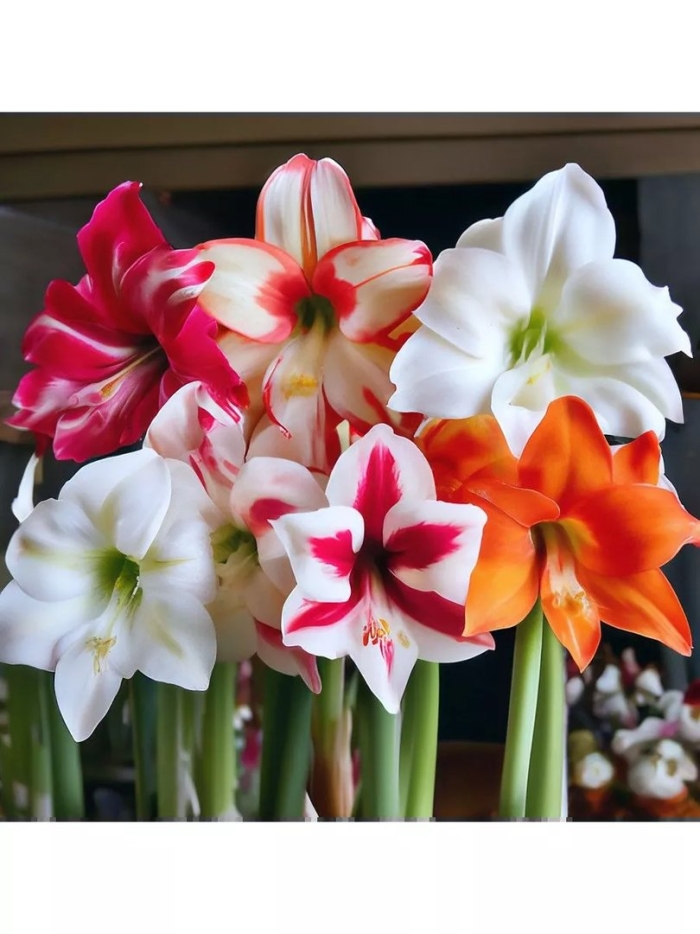 Амариллис гиппеаструм