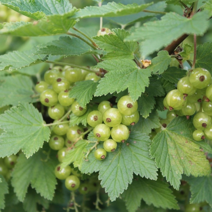 Смородина зеленоплодная изумрудное ожерелье