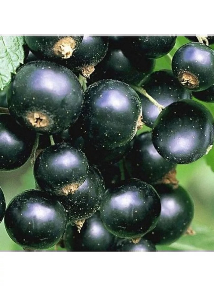 Смородина черная титания