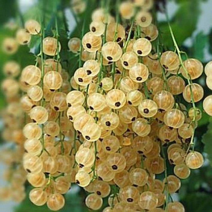 Смородина белая