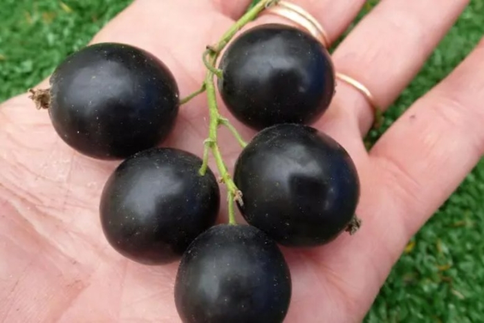 Черная смородина синегорье