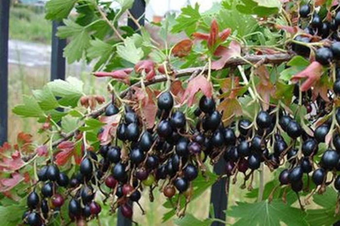 Йошта jostaberry