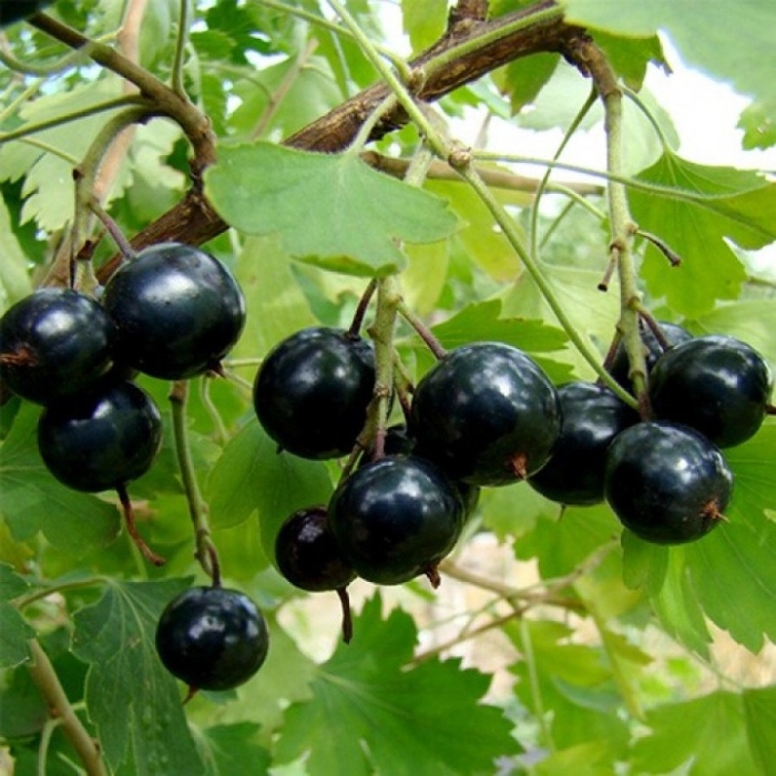 Смородина венера