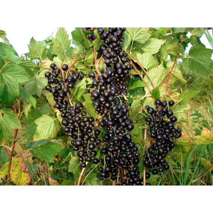 Смородина колоновидная черная