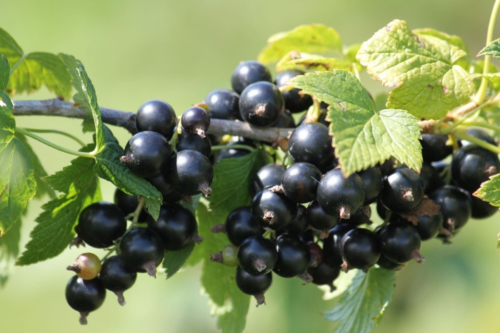 Смородина черная тамерлан