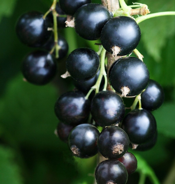 Смородина черная марьюшка