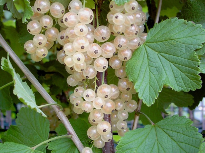 Смородина белая фея