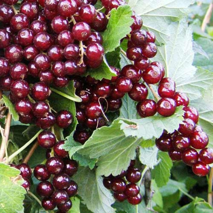 Смородина красная виксне