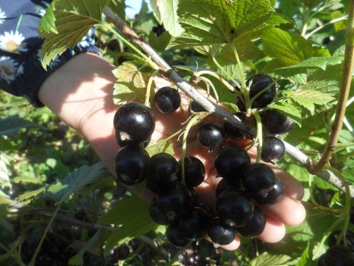 Смородина черная пигмей куст