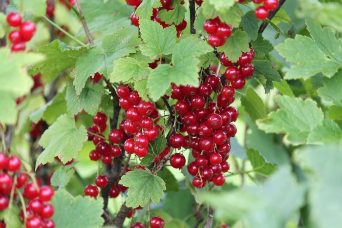 Смородина красная йонкер ван тетс