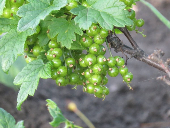 Смородина зеленоплодная изумрудное ожерелье