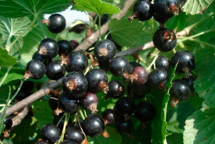 Смородина черная бинар