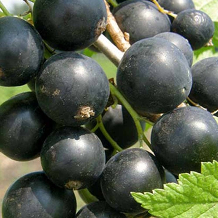 Черная смородина сорт перун