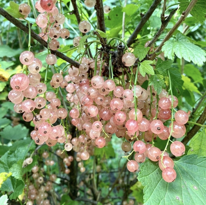 Смородина красная голландская розовая