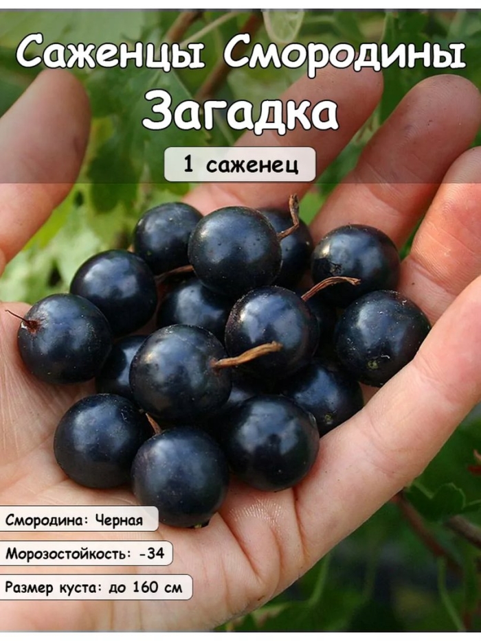 Смородина чёрная жемчужина