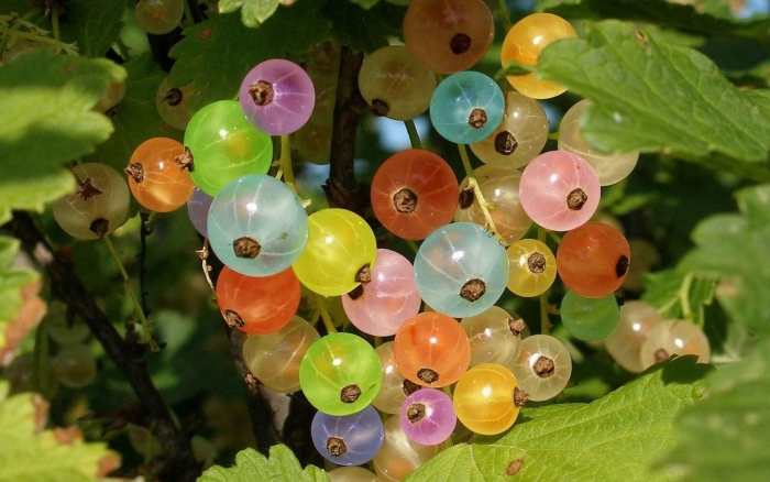 Белая смородина