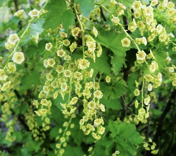 Смородина титания