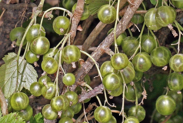 Смородина черная изумрудное ожерелье